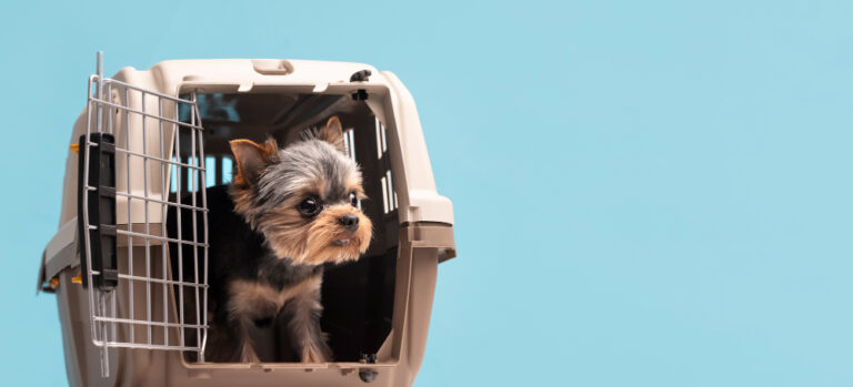 Lire la suite à propos de l’article Voyager avec son chien en avion : ce qu’il faut savoir