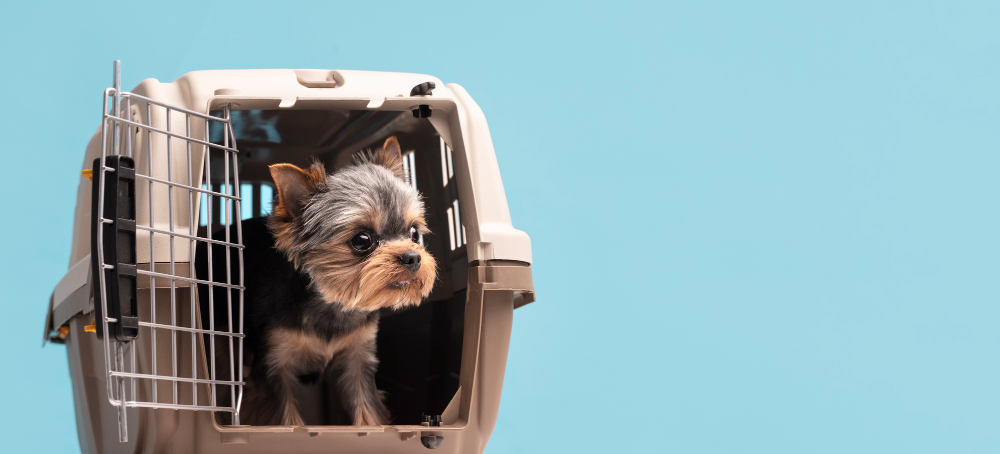 You are currently viewing Voyager avec son chien en avion : ce qu’il faut savoir
